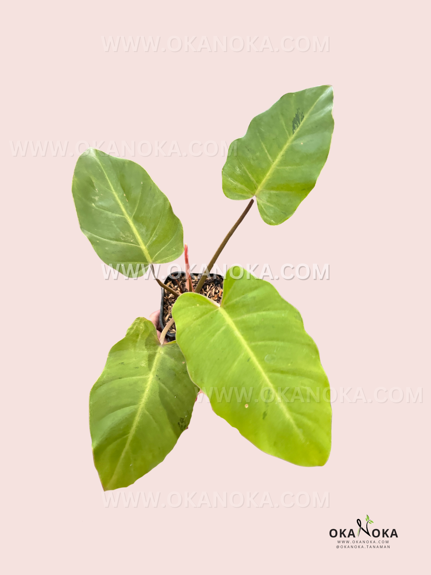 philodendron snowdrift variegated Philodendron Snowdrift