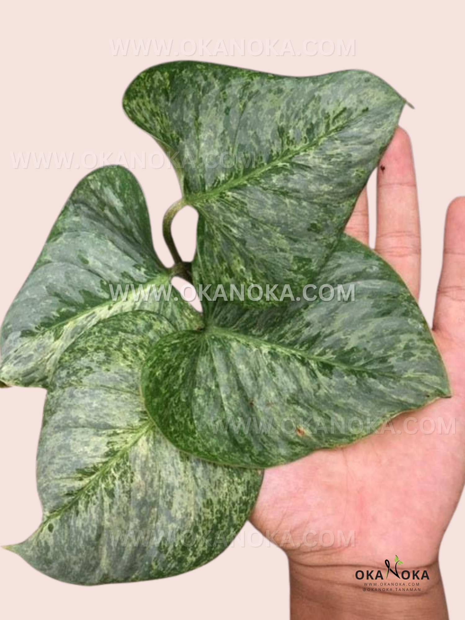 philodendron sodiroi for sale Philodendron Sodiroi Variegated