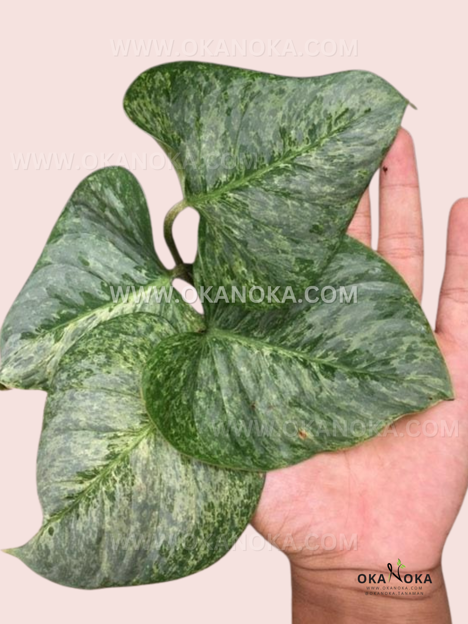 Philodendron Sodiroi Variegated