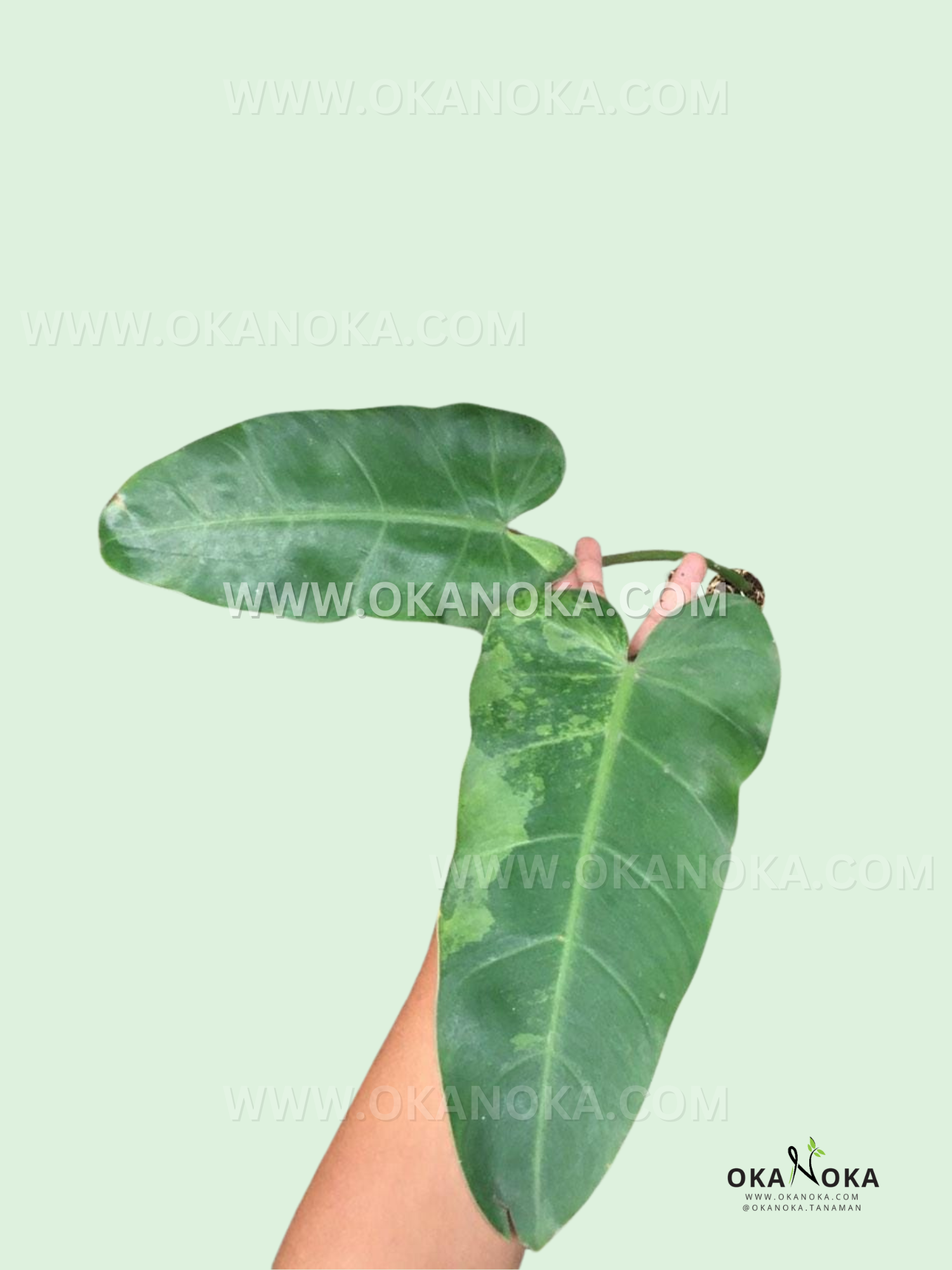 philodendron whipple Rooted Cutting Philodendron Whipple Way – Okanoka