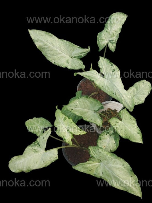 Wholesale 1000x Syngonium Freckles