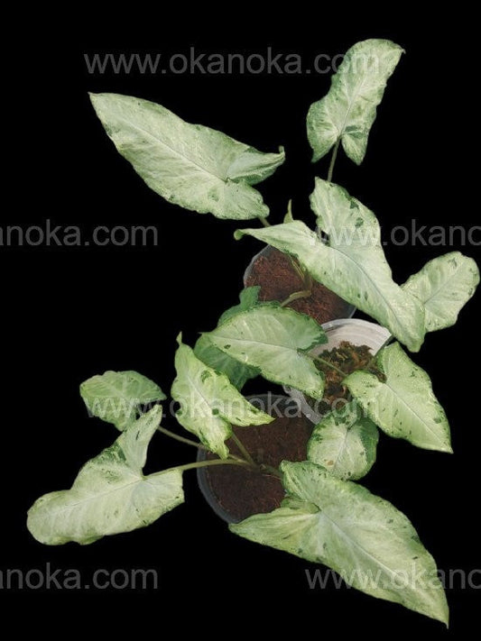 Wholesale 10x Syngonium Freckles
