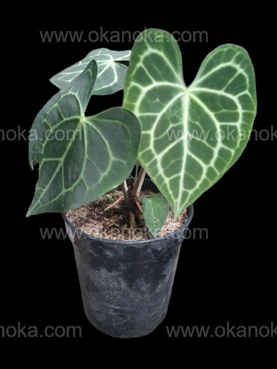 anthurium clarinervium king Wholesale 25x Anthurium Clarinervium – Okanoka