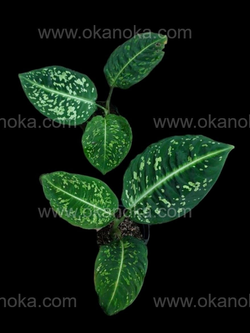 dieffenbachia esquejes Reflector Dieffenbachia 50x al por mayor