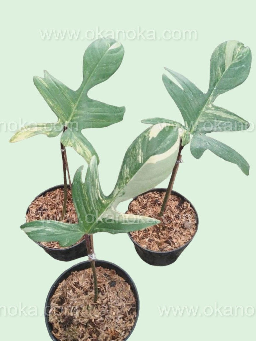 philodendron florida green vs beauty Rooted Cutting Philodendron Florida Beauty – Okanoka