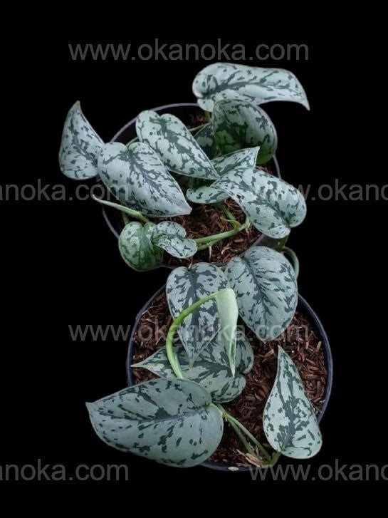 pothos silver lady Scindapsus 'Silver Lady' 6"