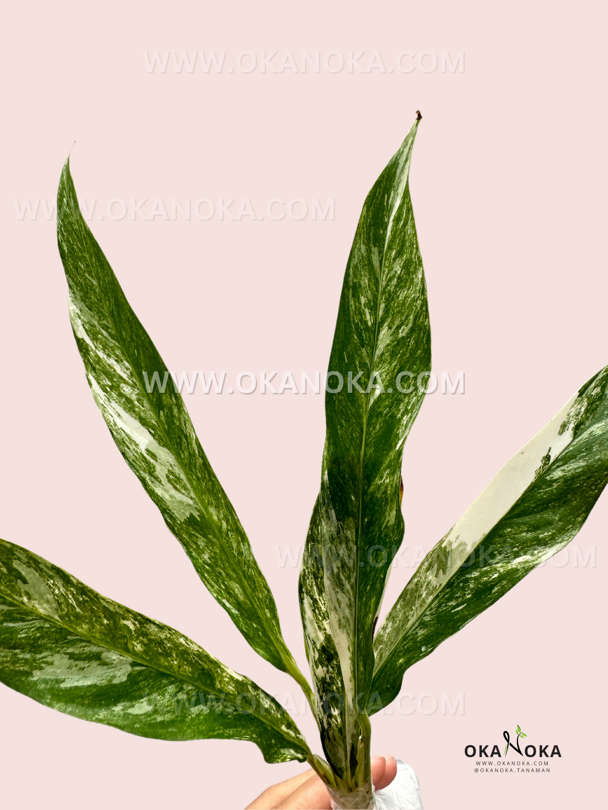 Healthy nursery-grown Rhaphidophora Megasperma Variegated with established root system.