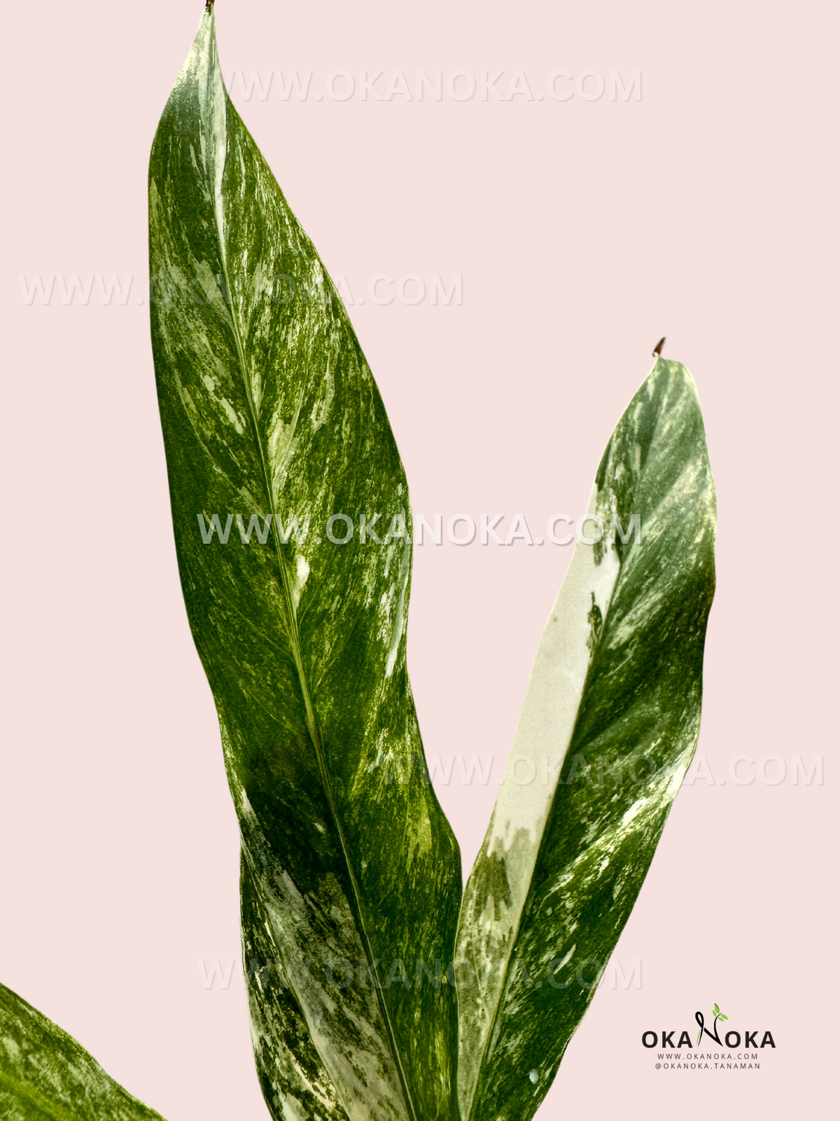 Rhaphidophora Megasperma Variegated showcasing glossy narrow variegated tropical leaves.