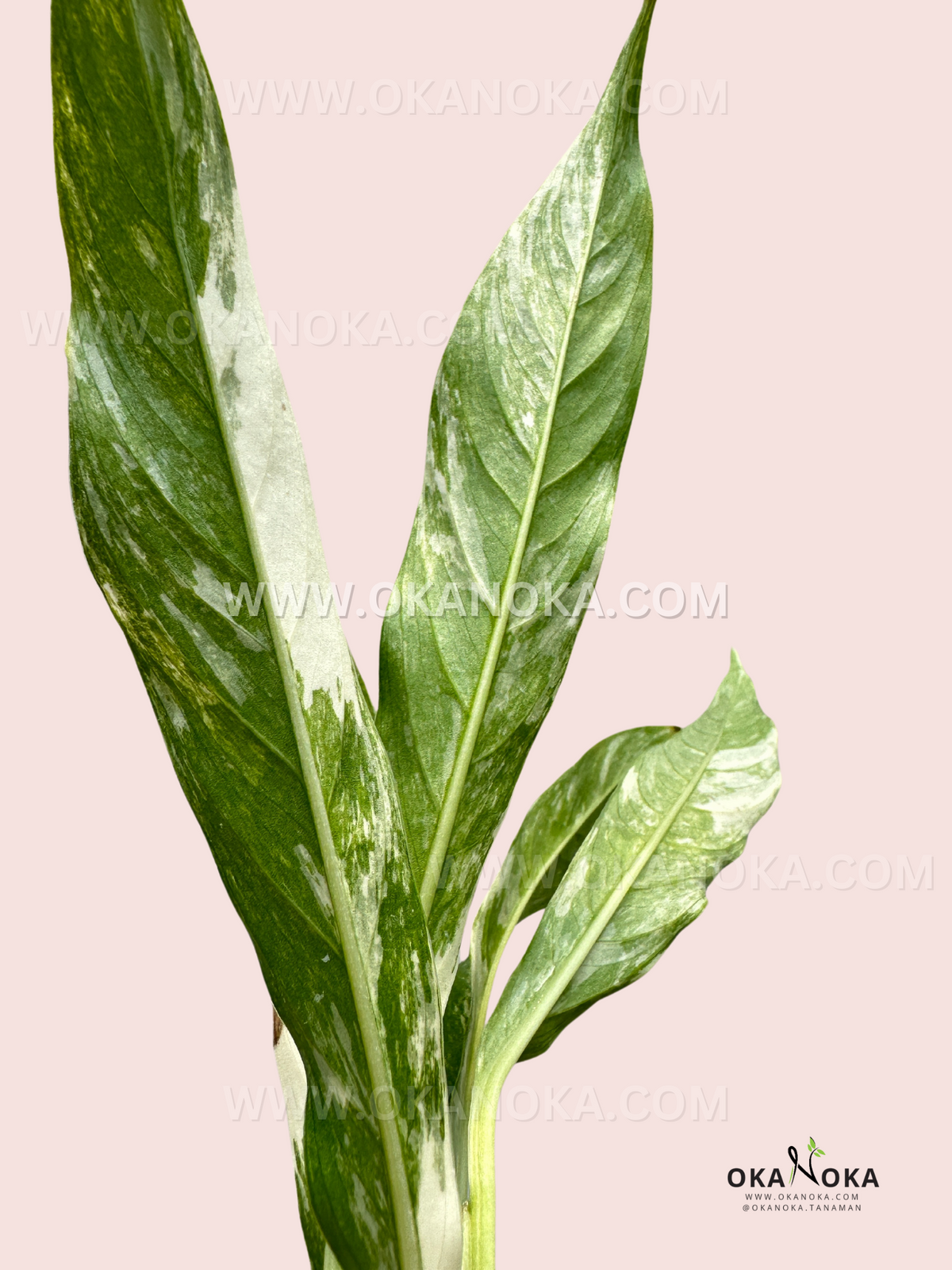 Premium Rhaphidophora Megasperma Variegated live plant with upright growth habit.