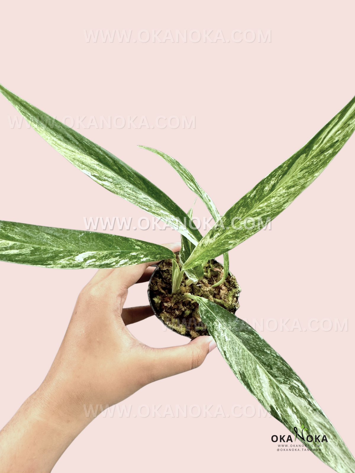 Healthy rooted Rhaphidophora Megasperma Variegated held by hand with vibrant variegation.