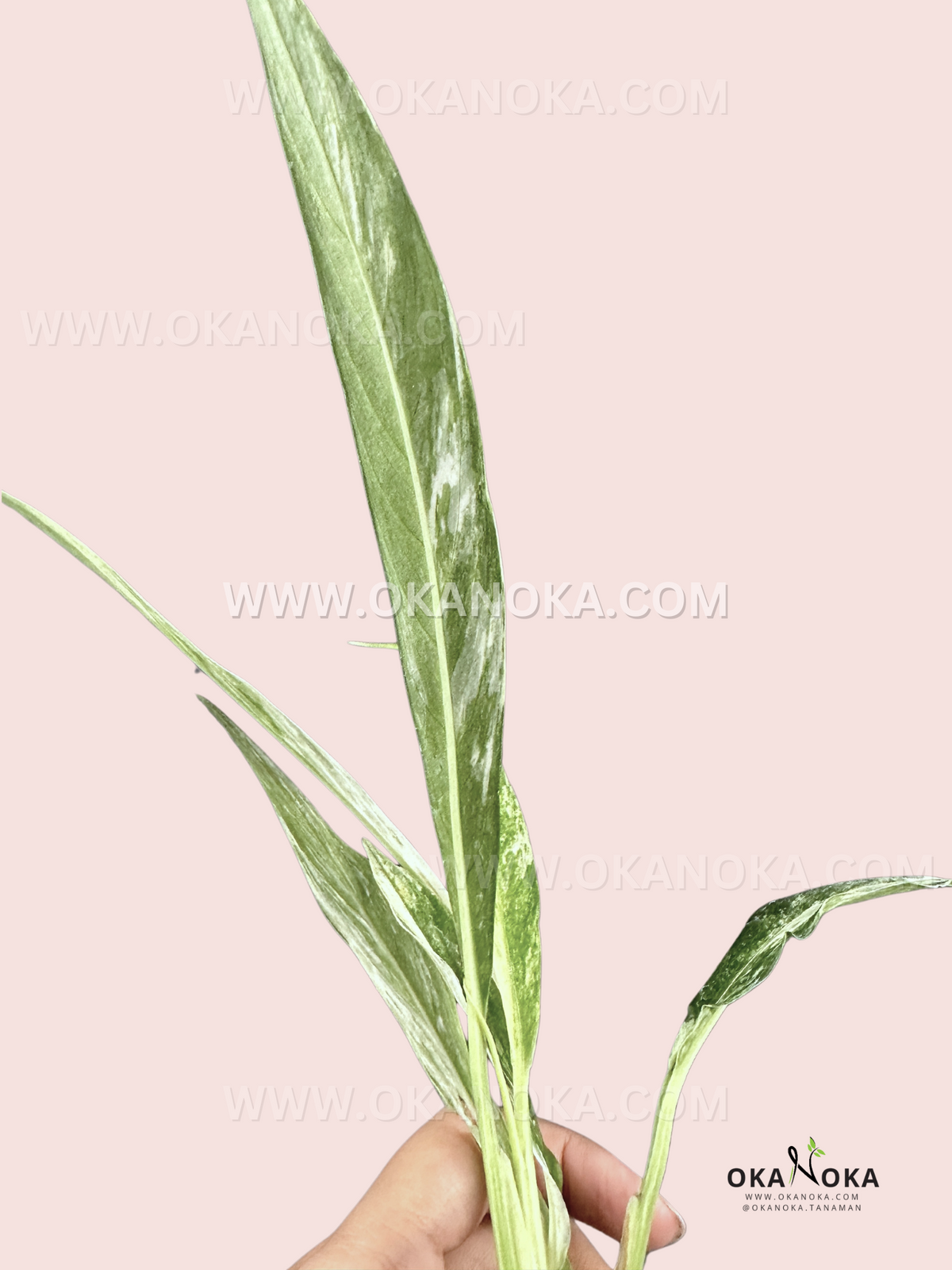 Close-up of Rhaphidophora Megasperma Variegated displaying elongated marbled leaves.