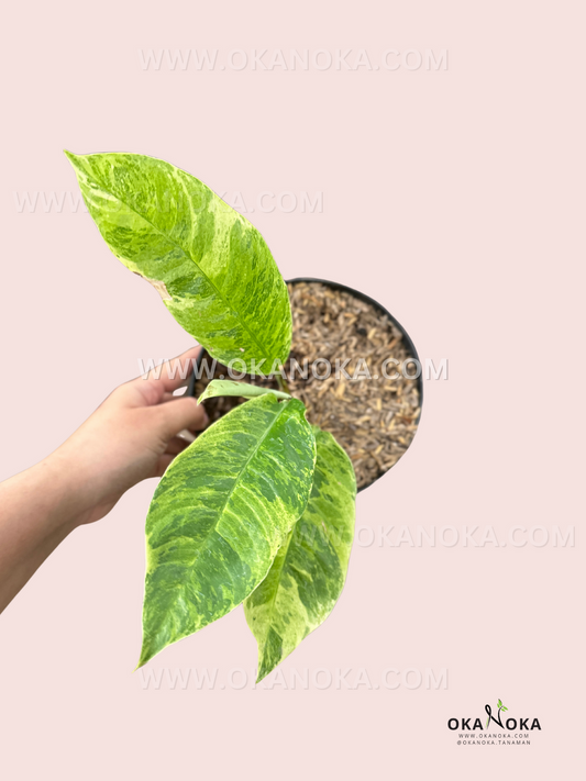 Rhaphidophora Foraminifera Mint Variegated