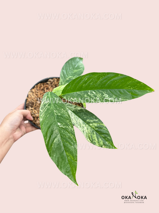 Rhaphidophora Foraminifera White Variegated