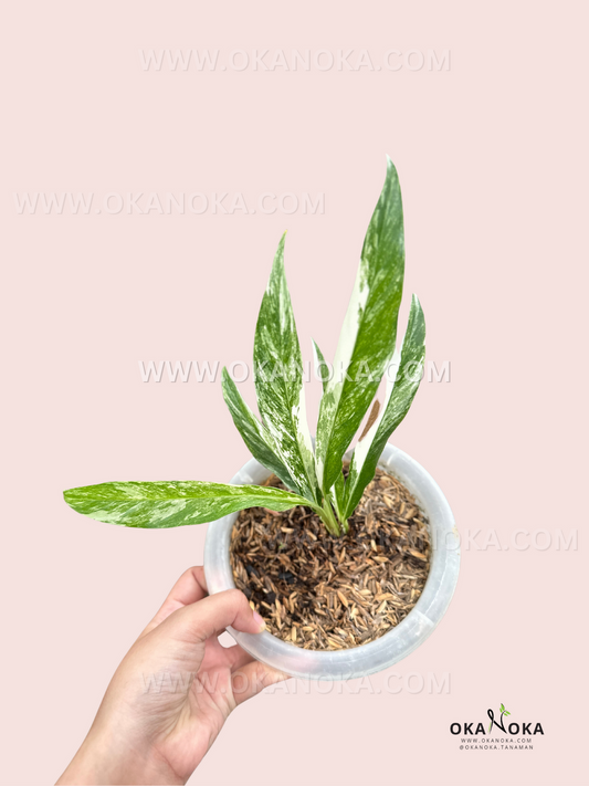 Rhaphidophora Megasperma Variegated