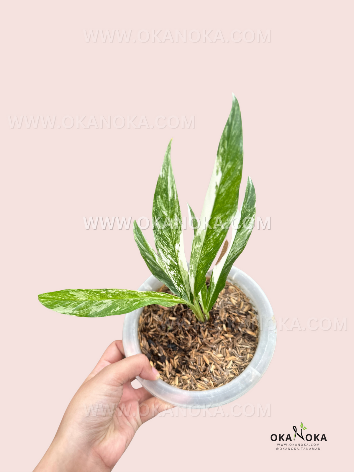 Rhaphidophora Megasperma Variegated live plant with creamy white variegated green foliage.