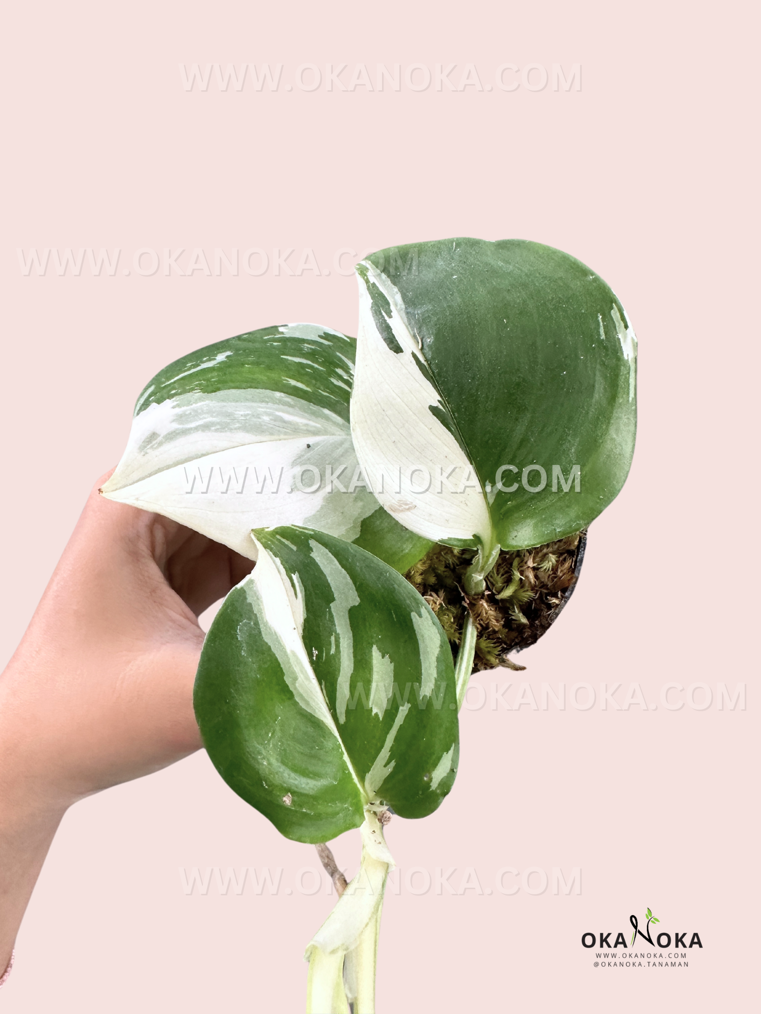 ebay varigated albo philodendron Scindapsus Treubii Albo – Okanoka