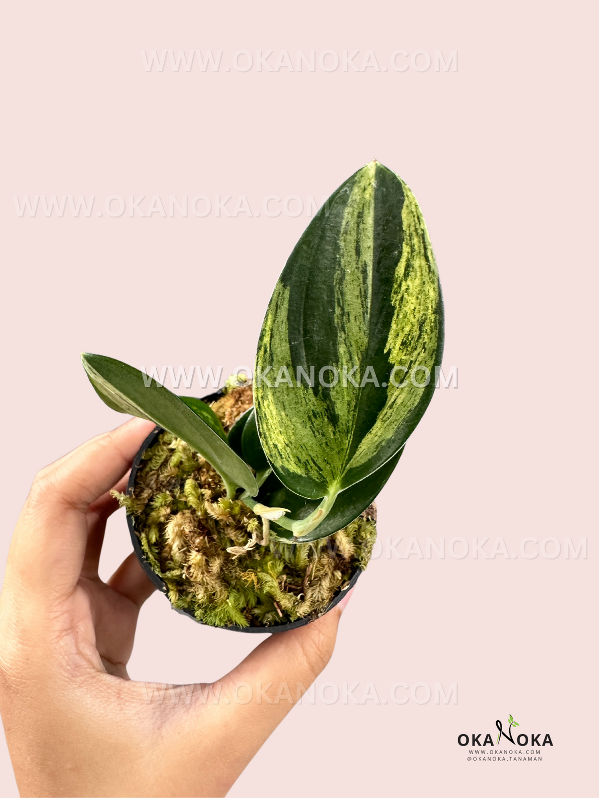 Scindapsus Treubii Dark Variegated live plant with creamy white and dark green variegated foliage.