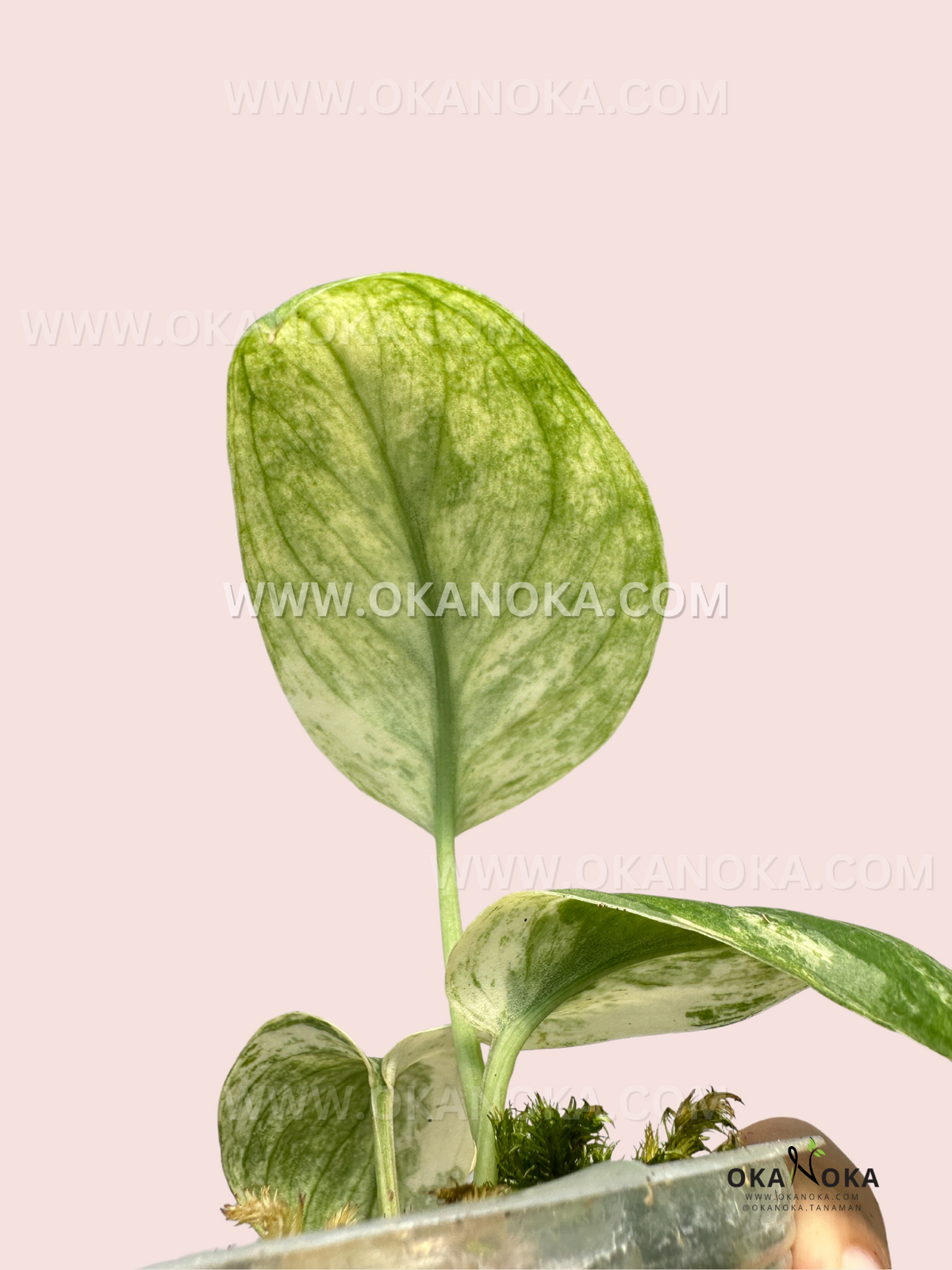 Healthy rooted Scindapsus Cream Blue growing in a nursery pot with elegant variegated foliage.