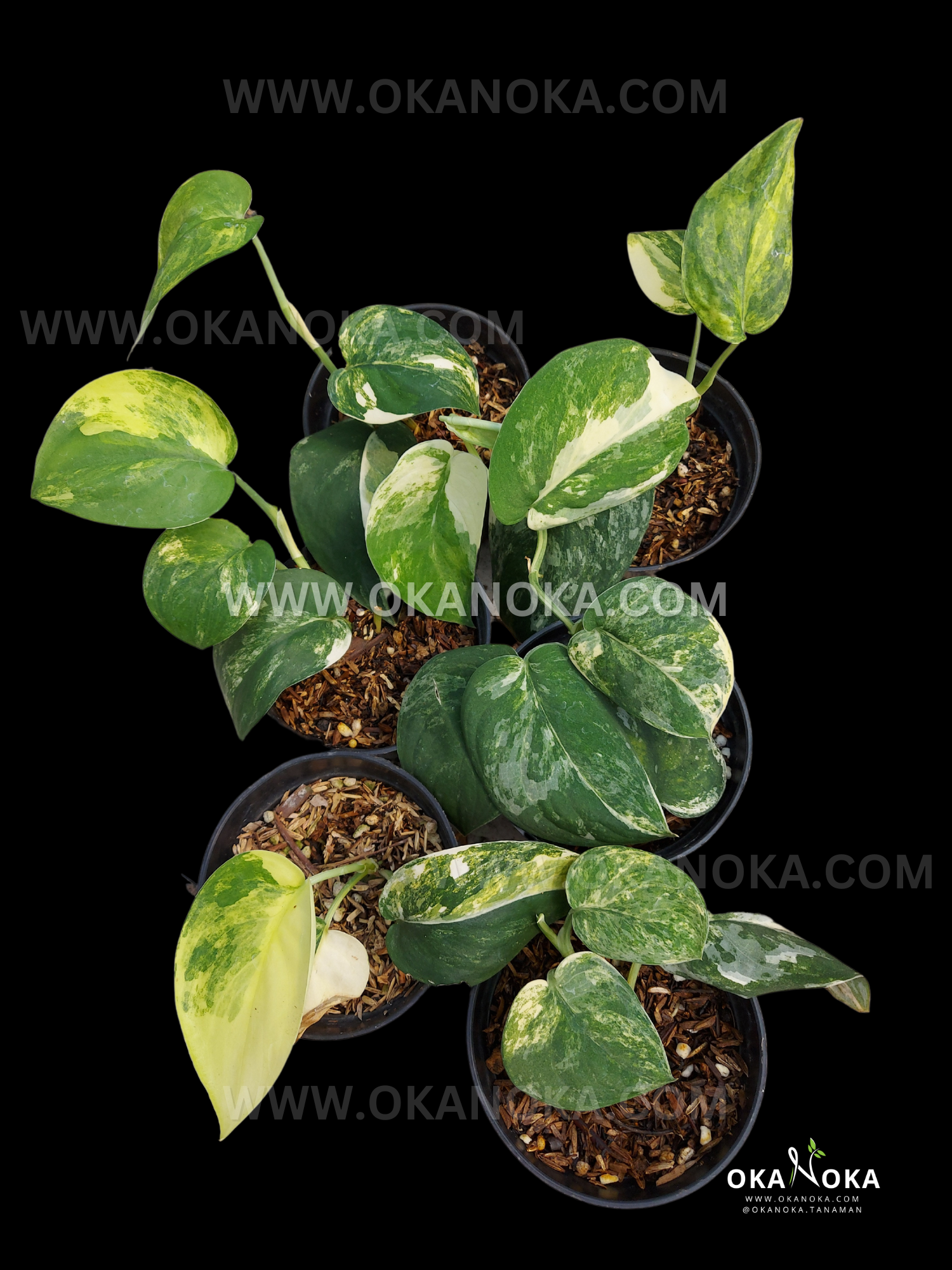 jade satin plant Wholesale 6x Scindapsus Jade Satin Variegated – Okanoka