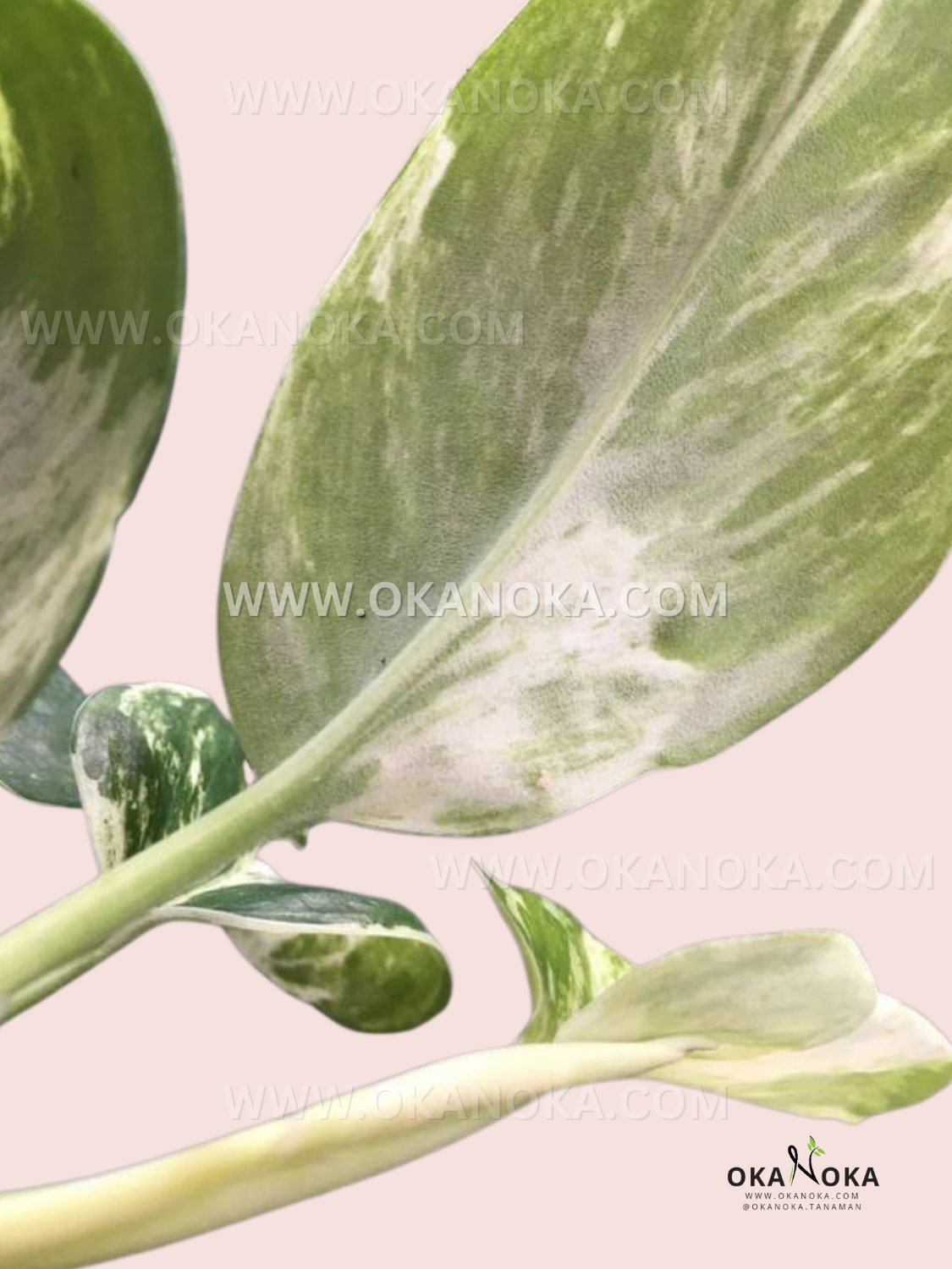 Scindapsus Treubii Marble