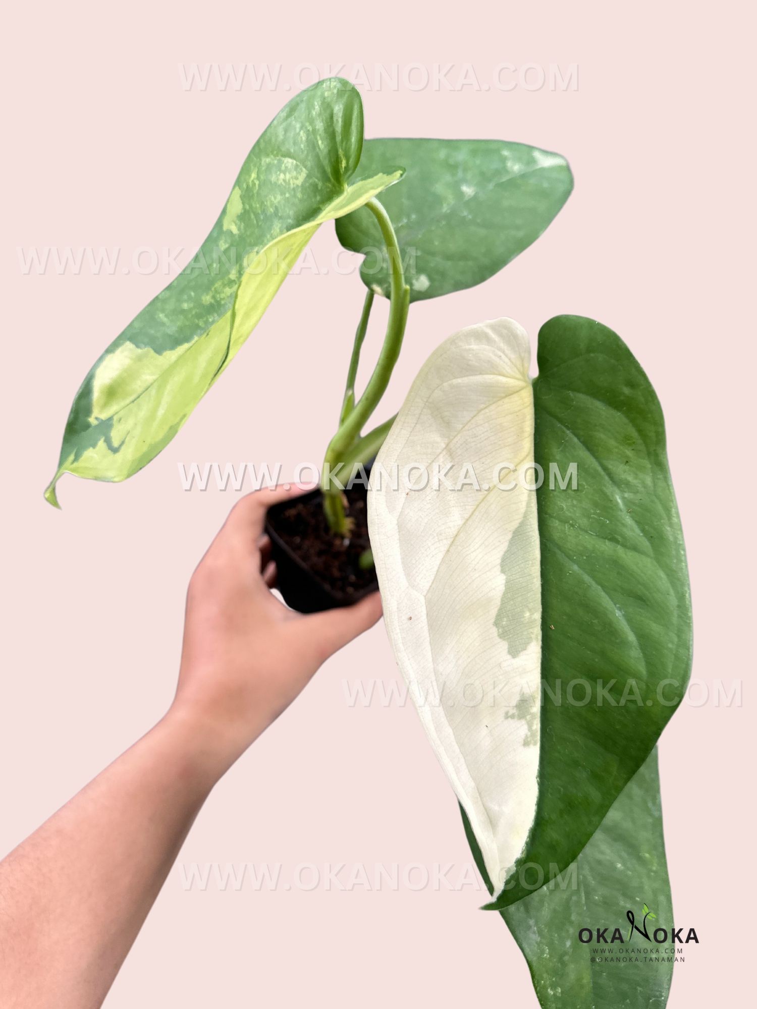 philodendron chiapense Syngonium Chiapense Variegated