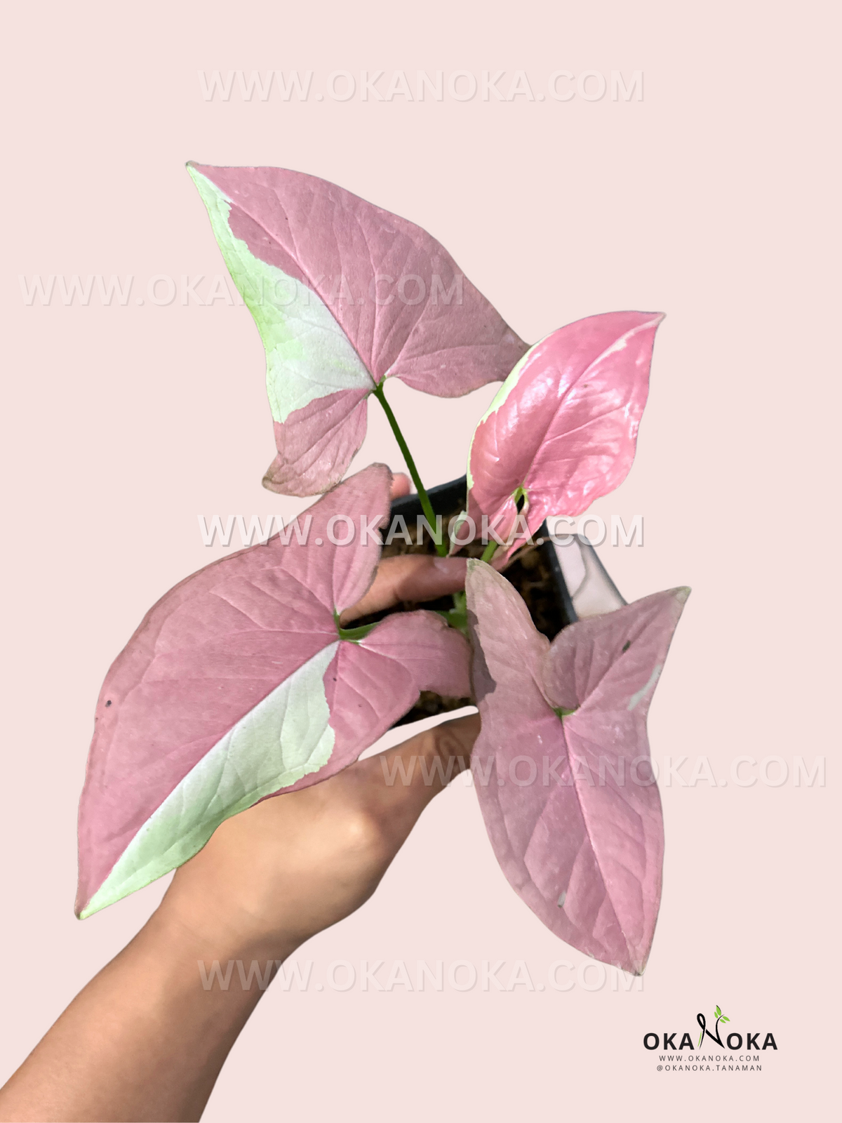 Close-up of Syngonium Strawberry Milk showing emerging pink leaves and variegation pattern, hand holding plant.