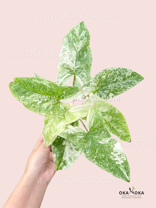 Syngonium Mint of Sumatra