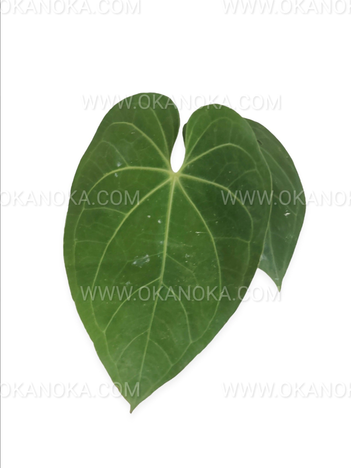 Anthurium Magnificum