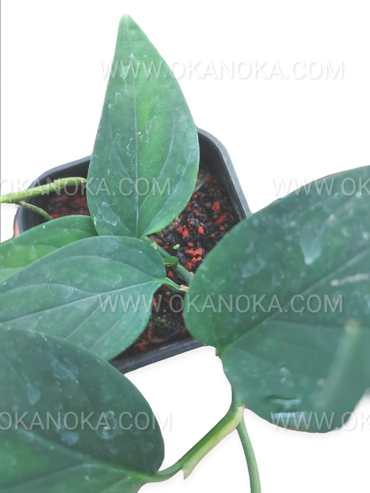 Scindapsus Jade Satin Sumatra