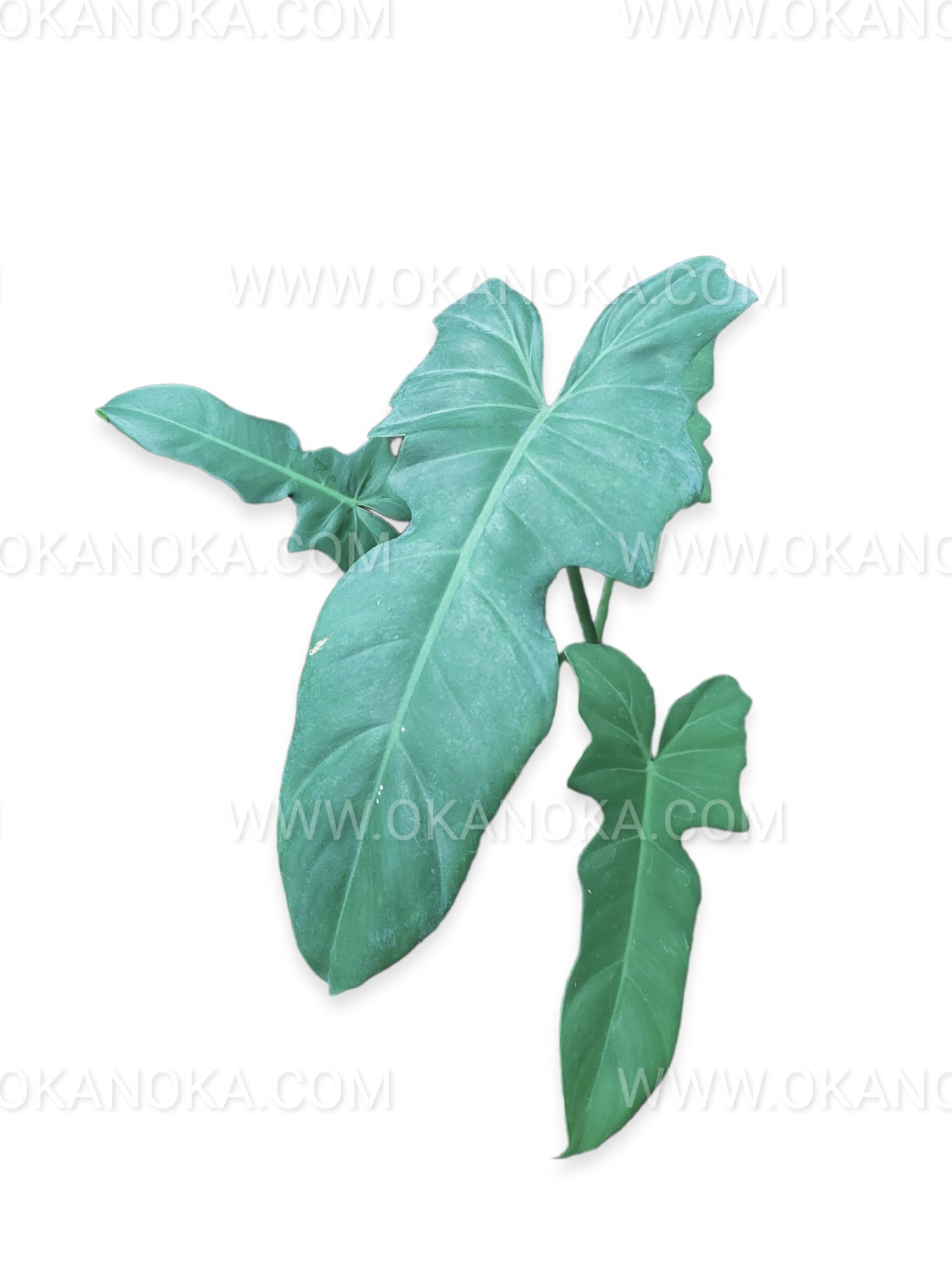 Philodendron Golden Dragon