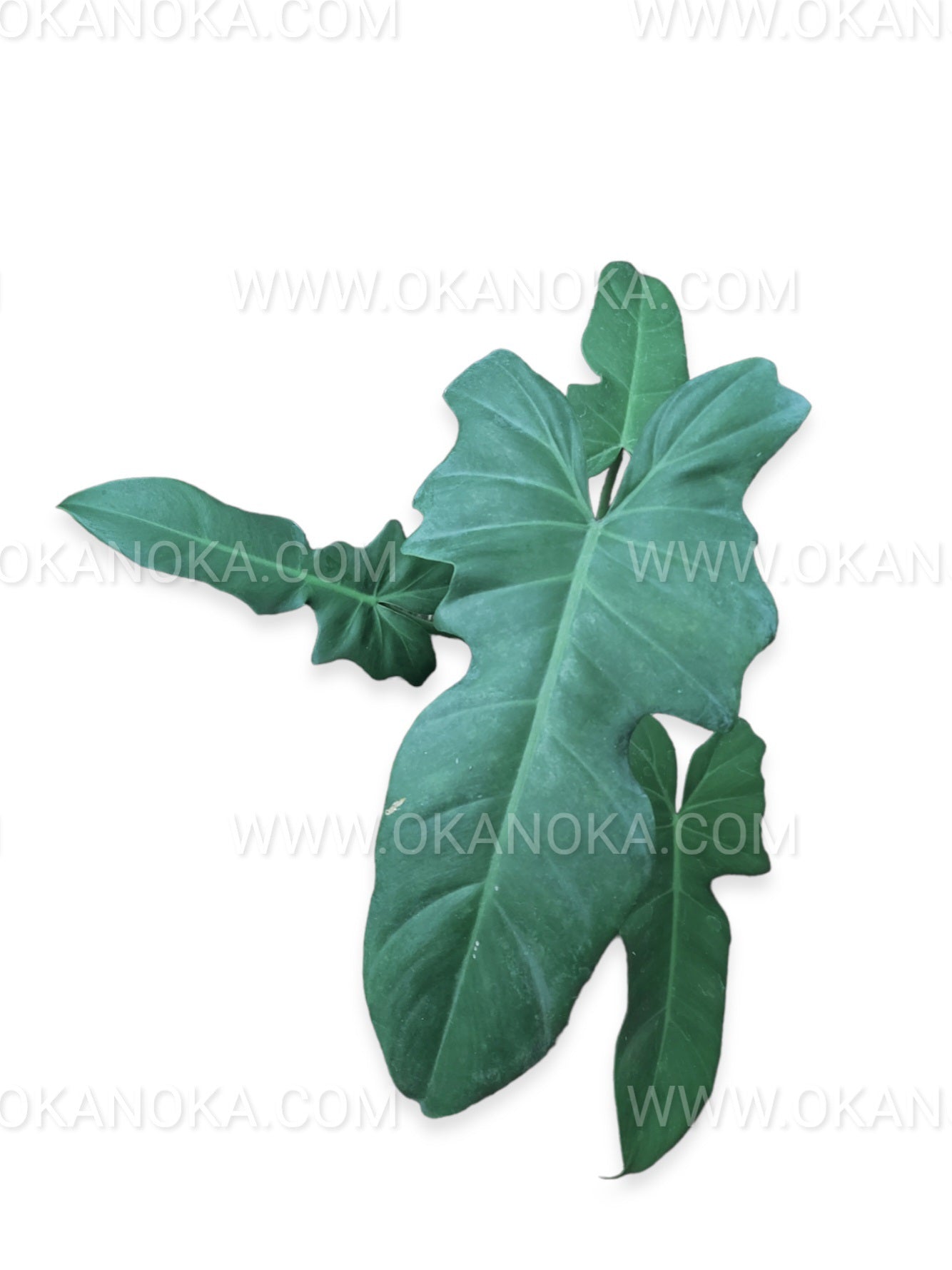 fiddle lime philodendron US Store