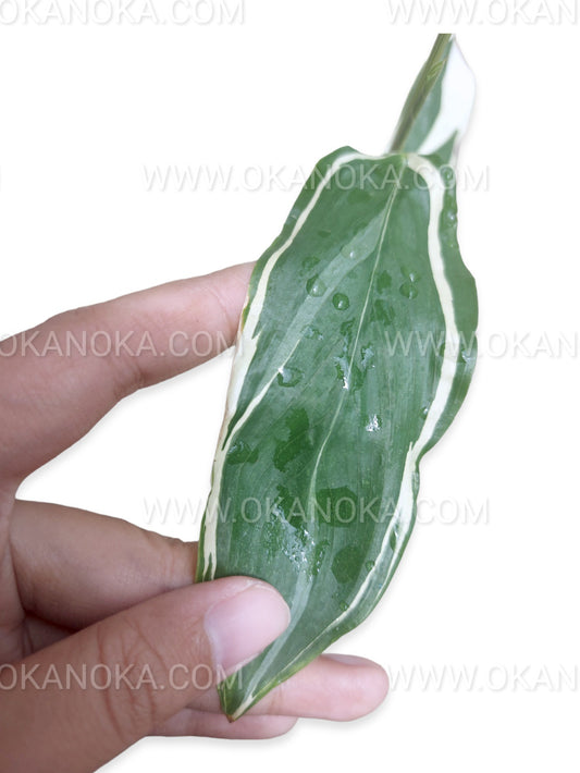 Heliconia Variegated