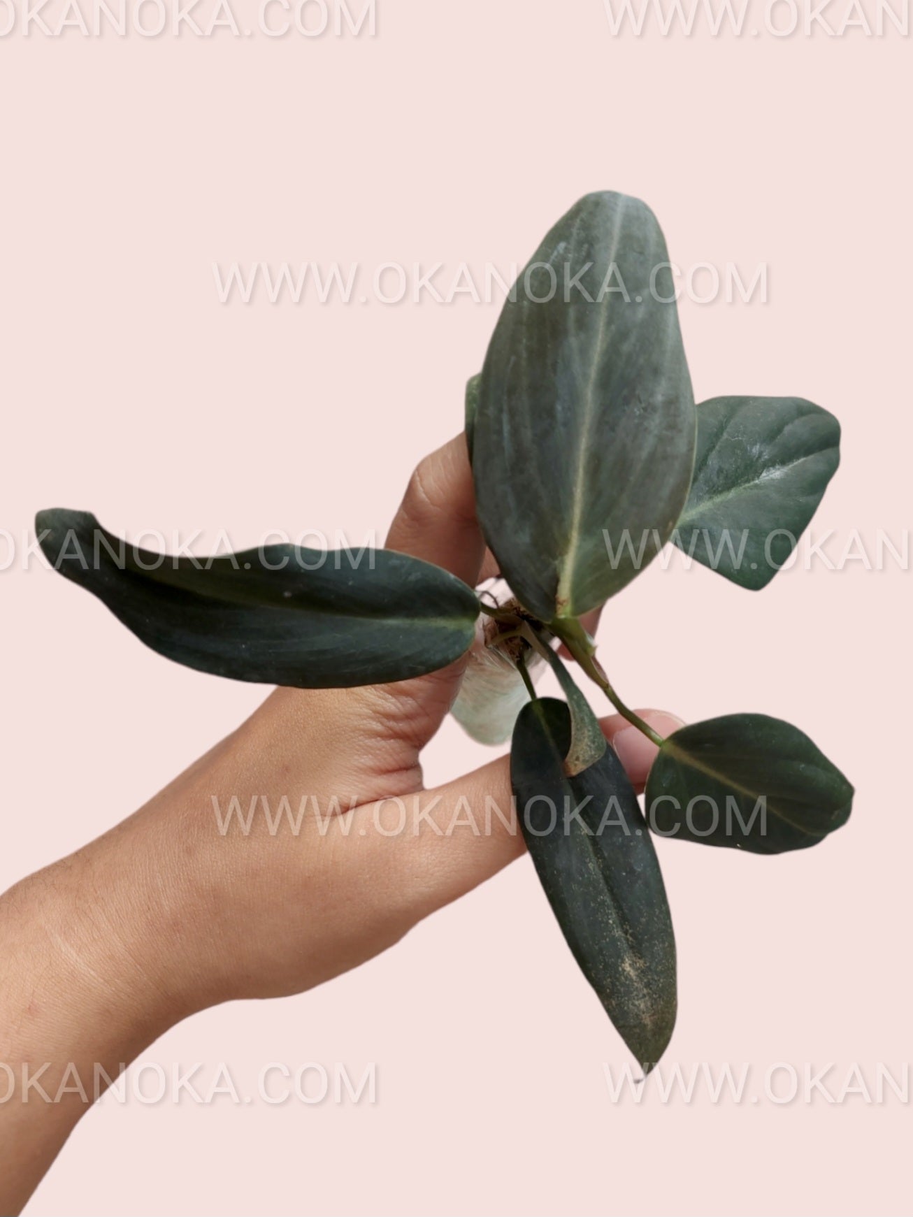 gigas philodendron Philodendron Gigas – Okanoka