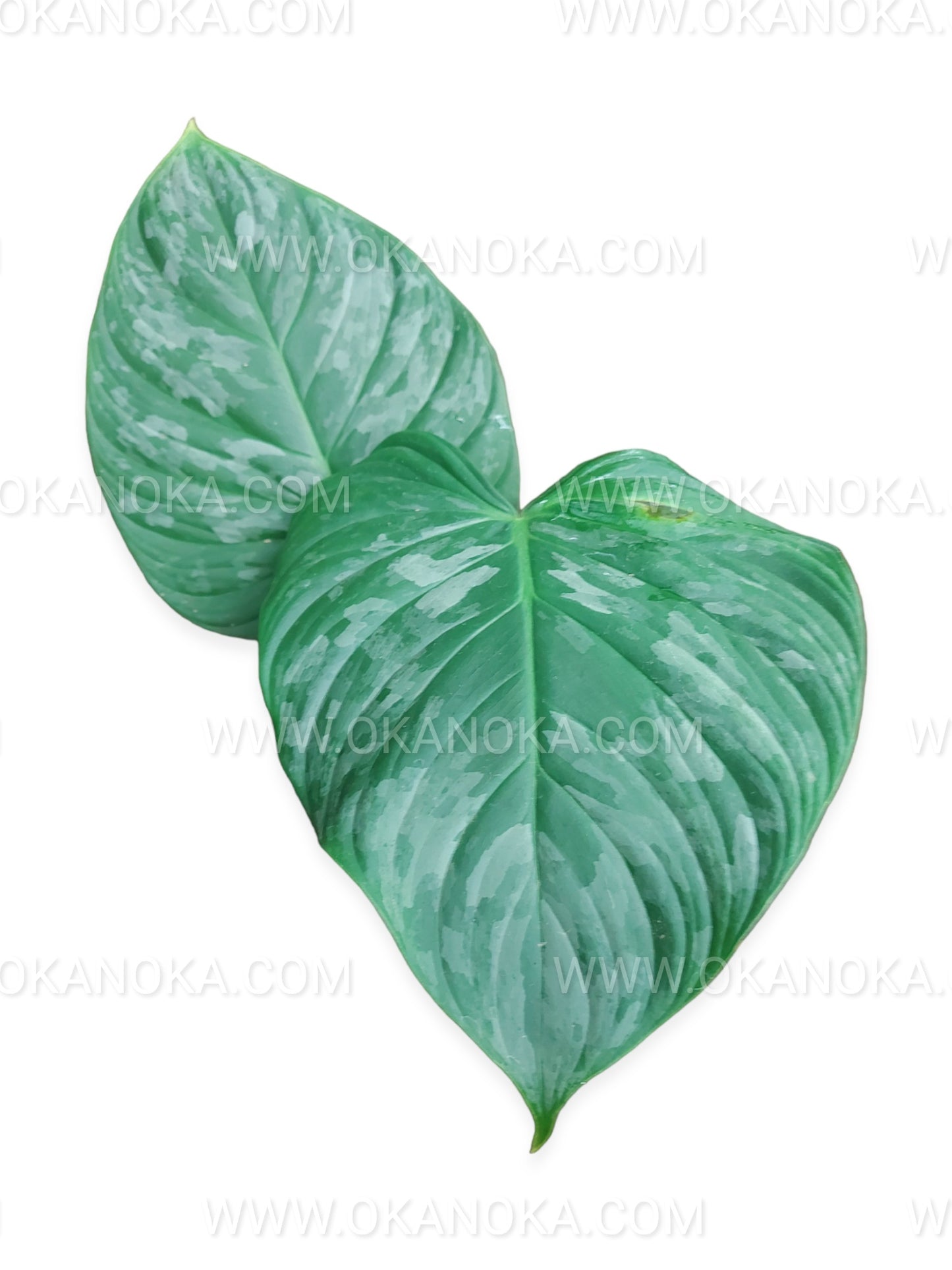 Philodendron Majestic