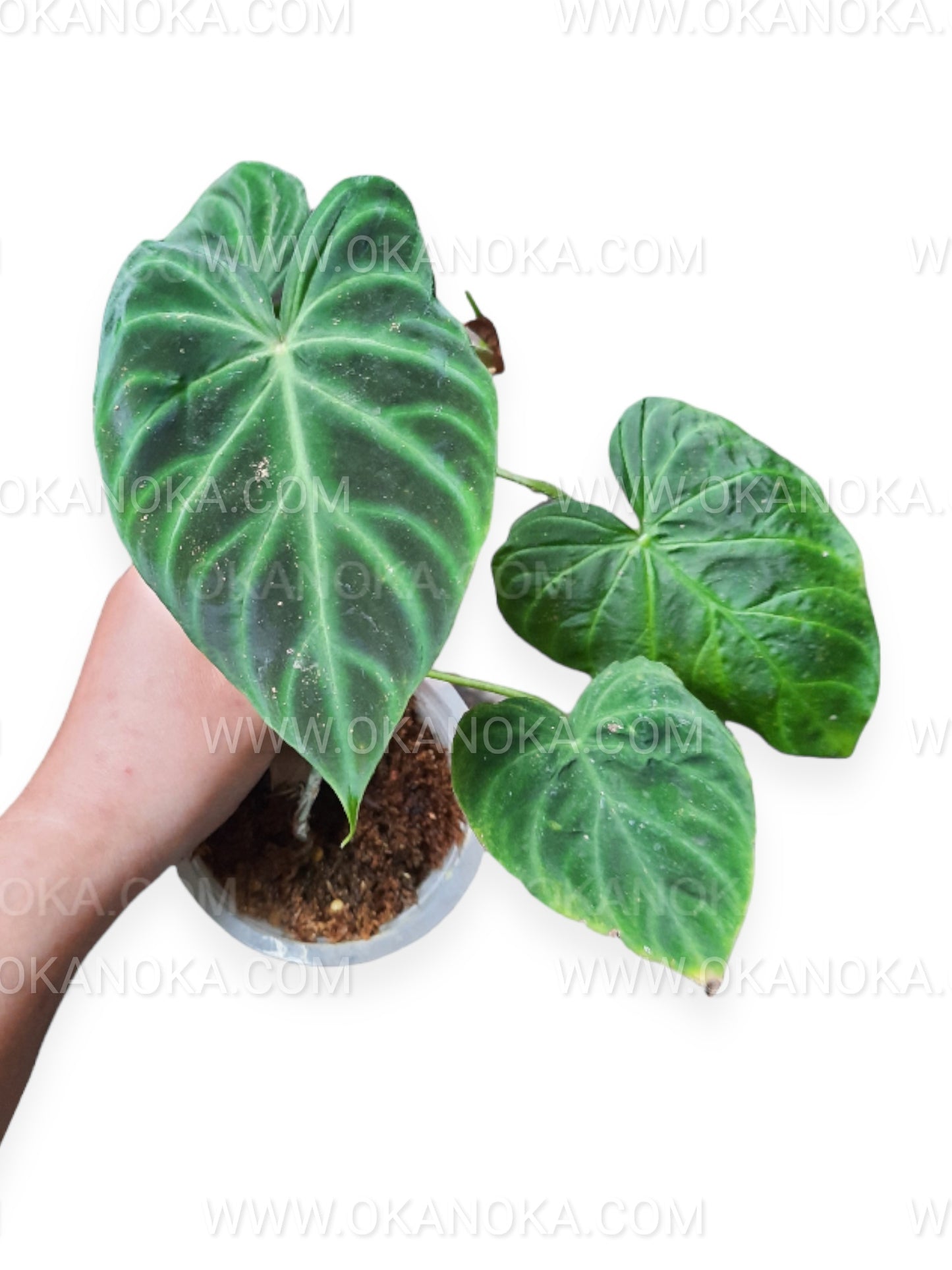 Philodendron Verrucosum