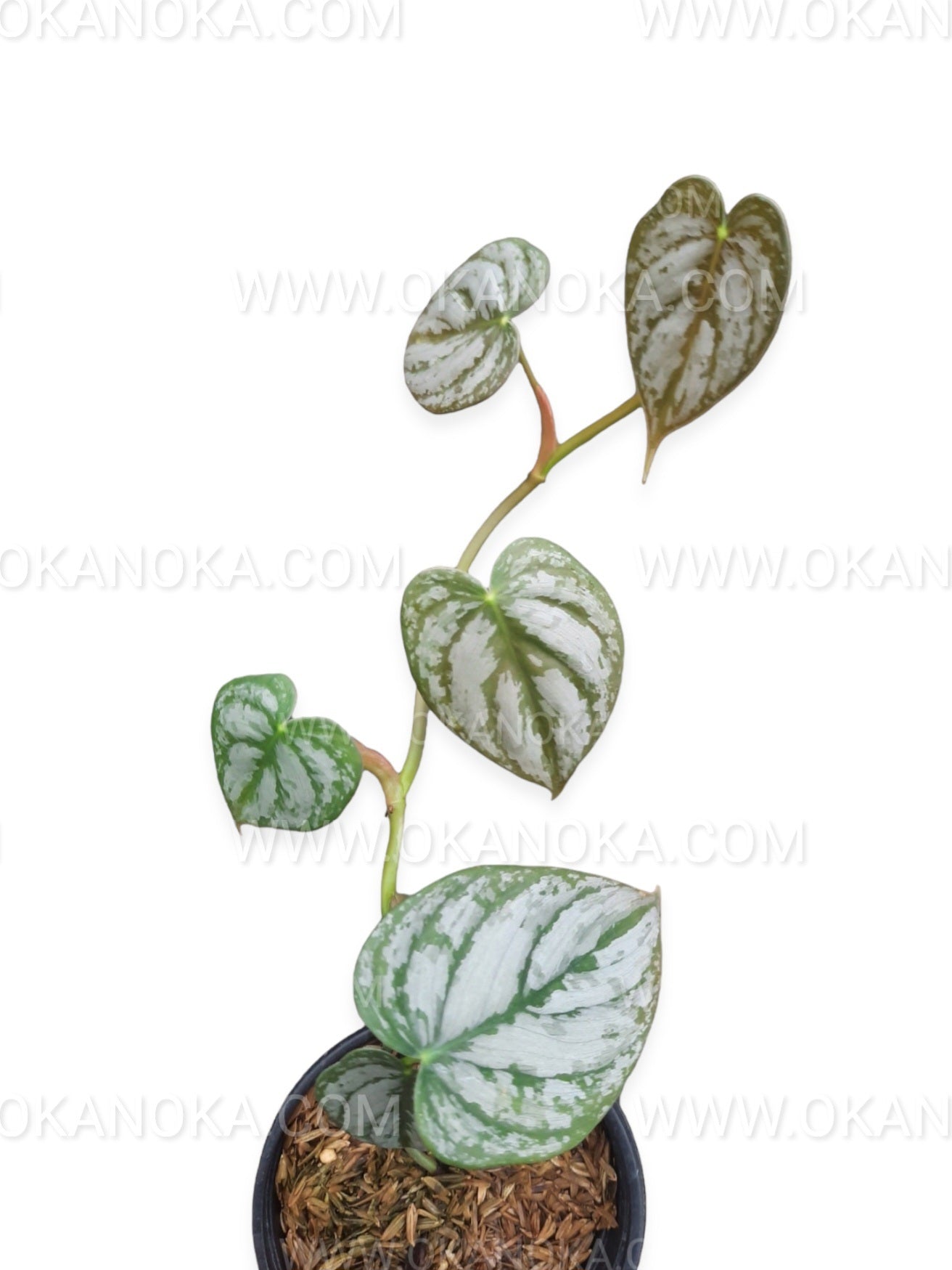 Philodendron Brandtianum