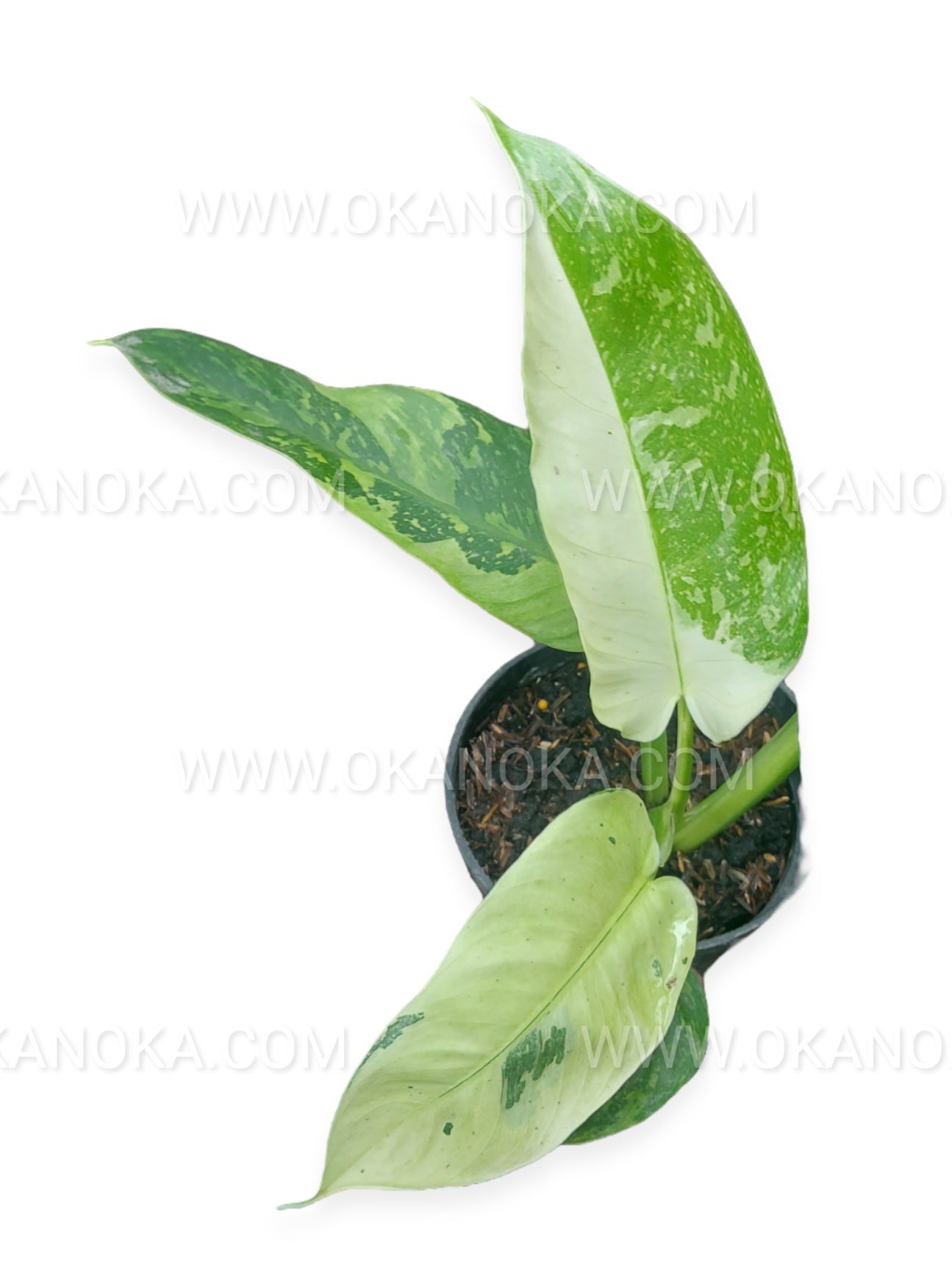 Philodendron Jose Buono