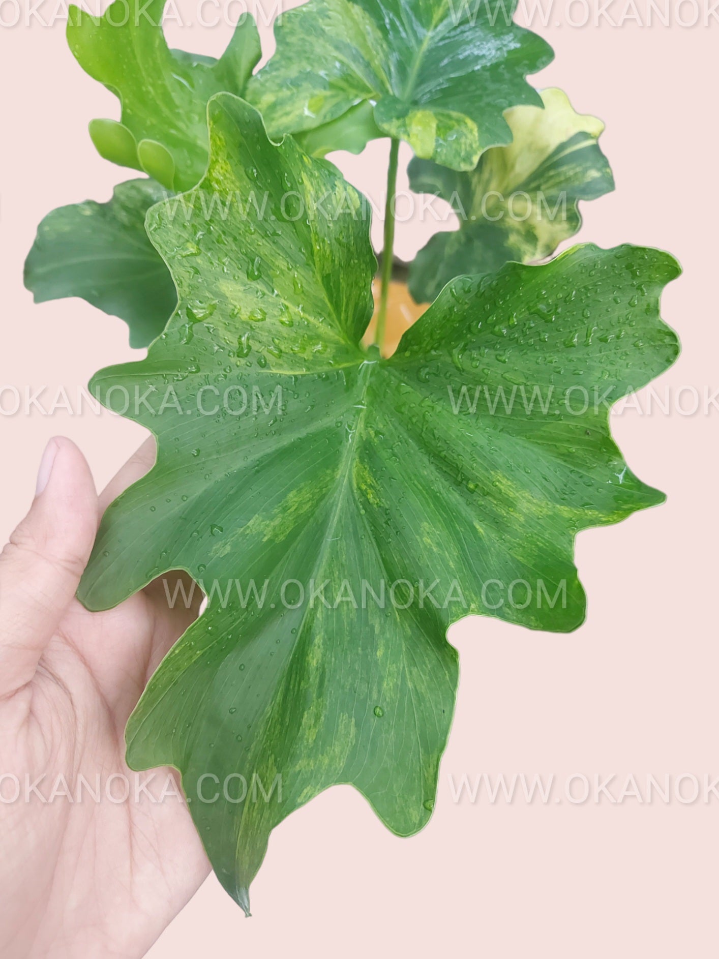 Philodendron Selloum Variegated