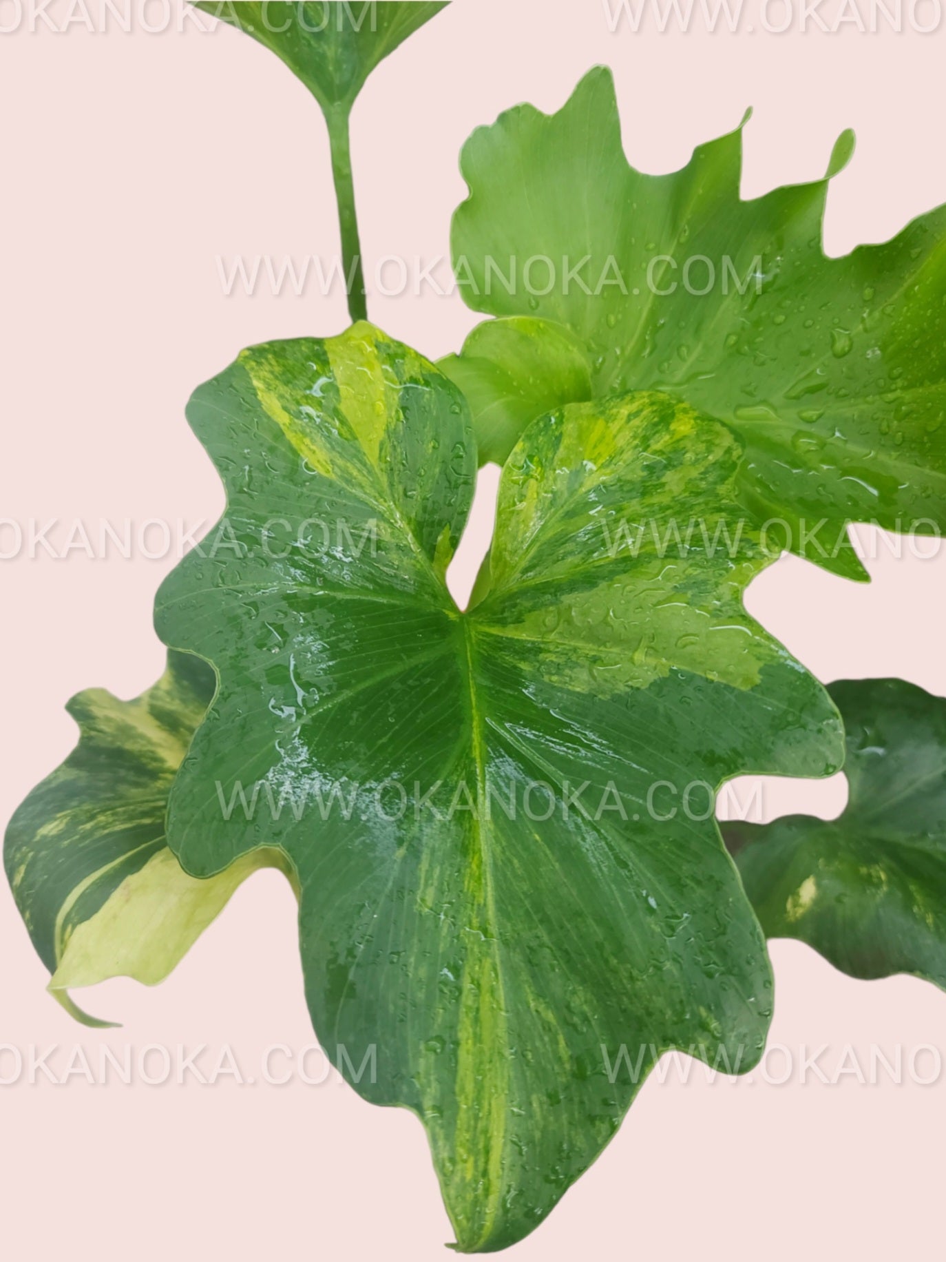 philodendron selloum fertilizer Philodendron Selloum Variegated