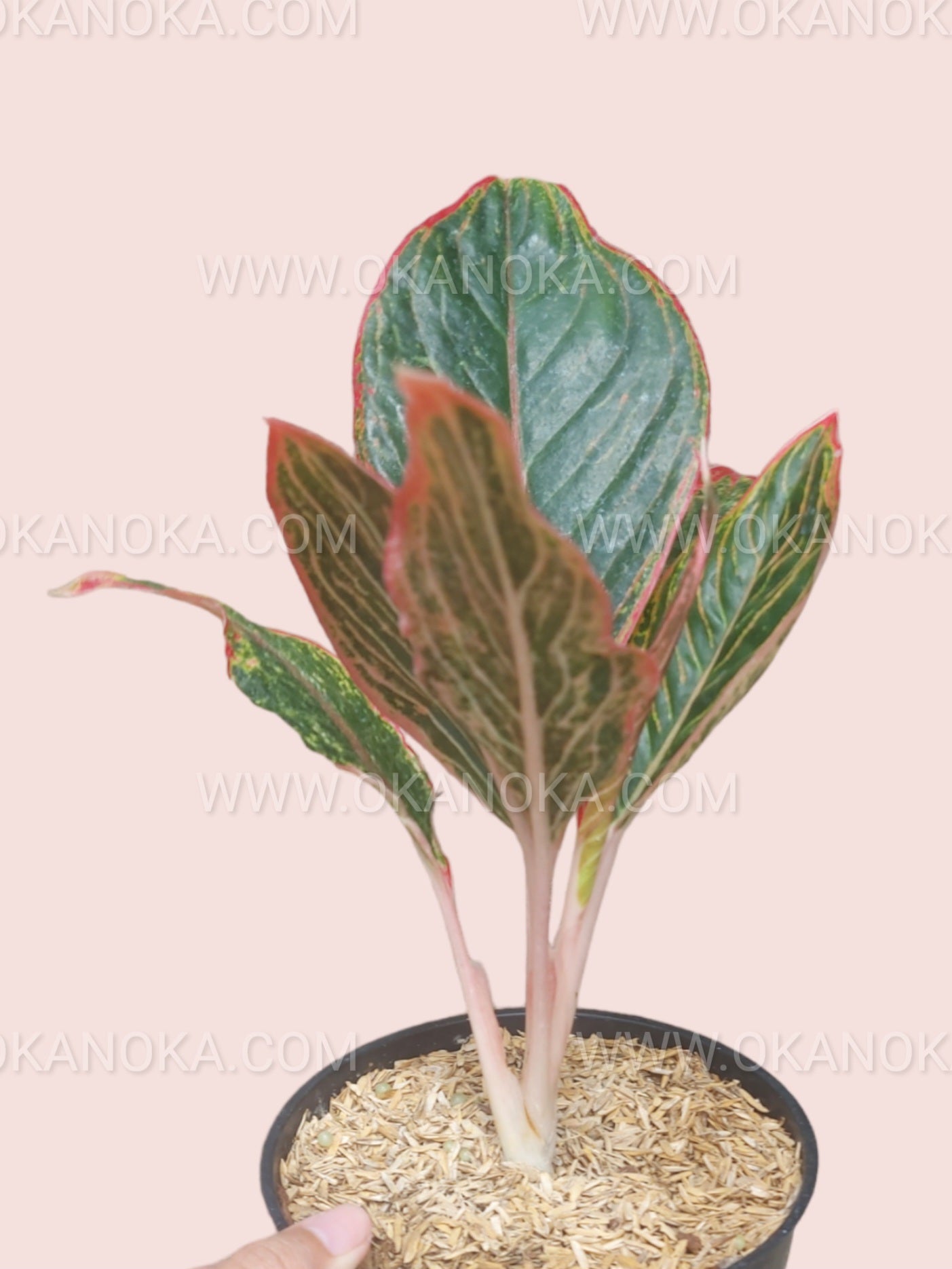old man aglaonema Aglaonema Peterpan