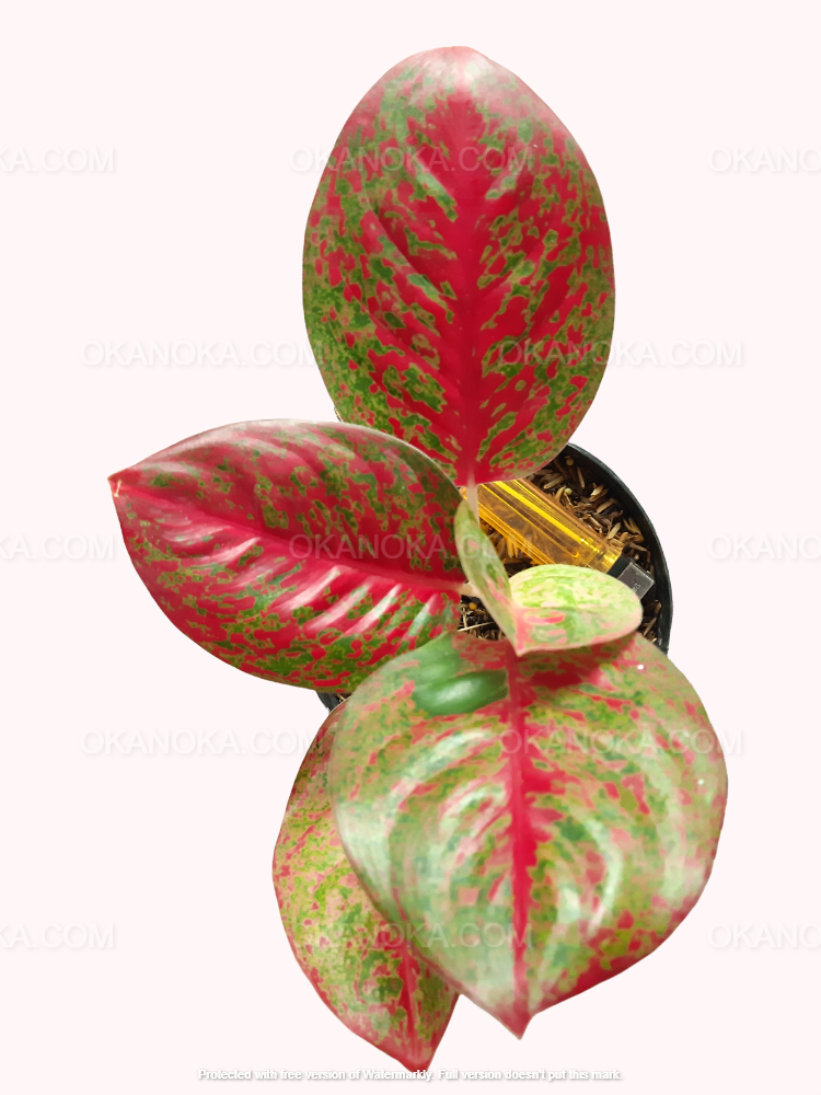 aglaonema stardust Aglaonema Red Stardust
