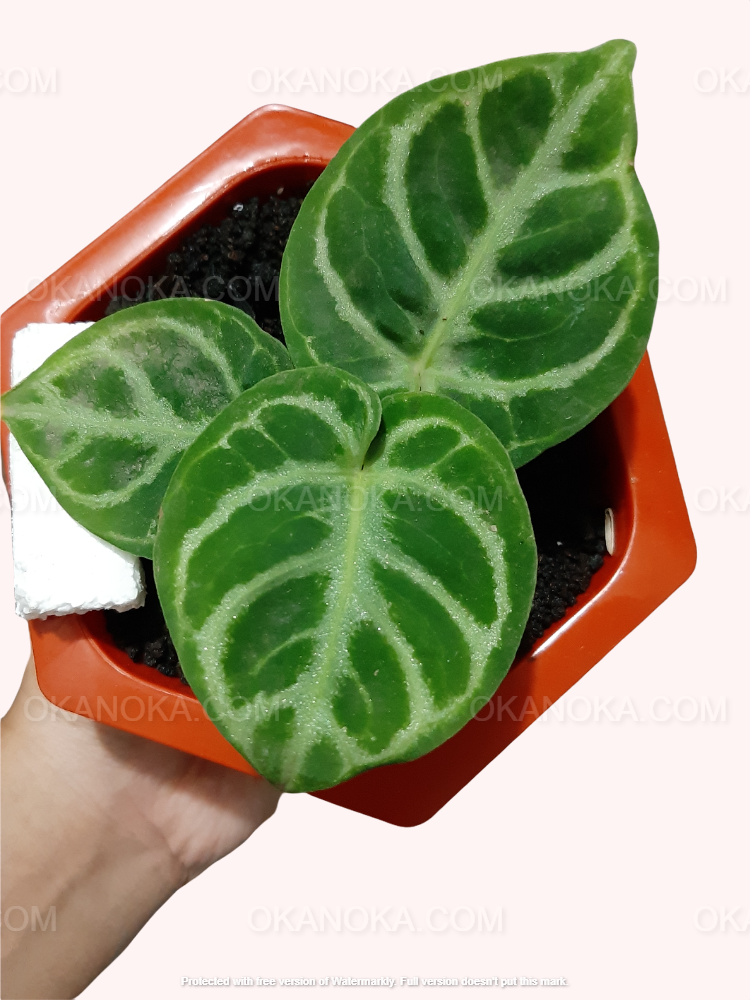 Anthurium Dorayaki Small – Okanoka