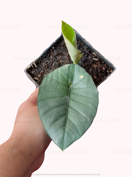 Alocasia Reginae,Alocasia Amazonica, live plants, rare plants, live alocasia, rare alocasia, outdoor plants, indoor plants, houseplants, jungle plants, forest plants, urban plants, plants make people happy, plants make me happy, plants, plant lovers, alocasia club, alocasia lovers