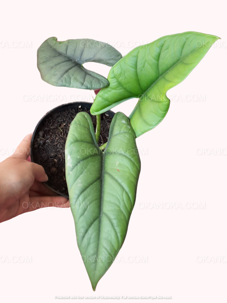 Alocasia Bisma, Alocasia Amazonica, live plants, rare plants, live alocasia, rare alocasia, outdoor plants, indoor plants, houseplants, jungle plants, forest plants, urban plants, plants make people happy, plants make me happy, plants, plant lovers, alocasia club, alocasia lovers