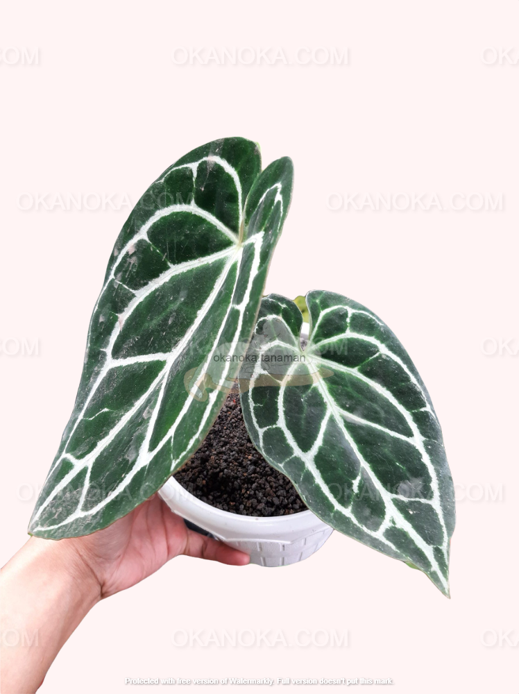 outdoor anthurium Anthurium Crystallinum Minahasa – Okanoka