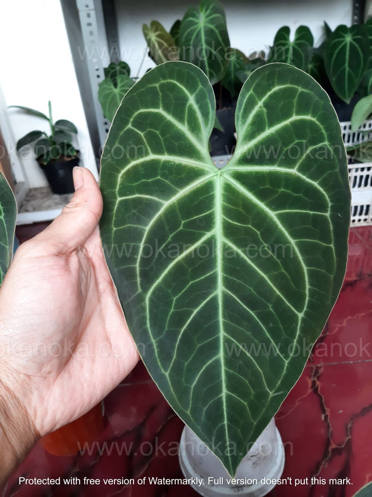 anthurium hybridum Anthurium Magnificum Hybrid