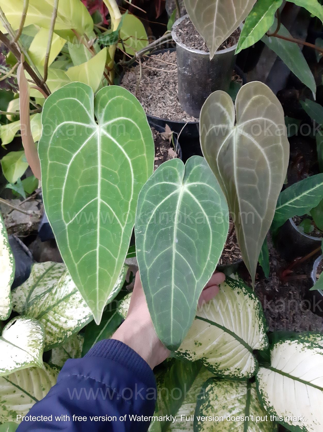 【日本製即納】【珍希少】Anthurium magnificum hybrid 丸葉タイプ その他観葉植物