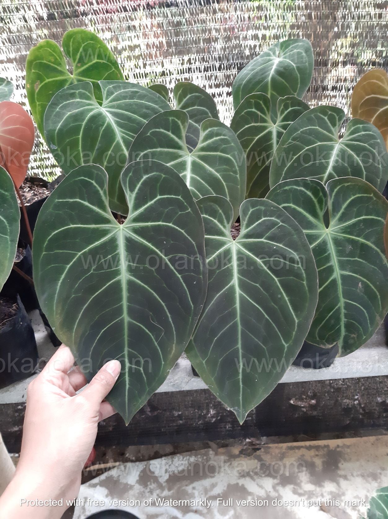 anthurium hybrid plant Wholesale 12x Anthurium Magnificum Hybrid