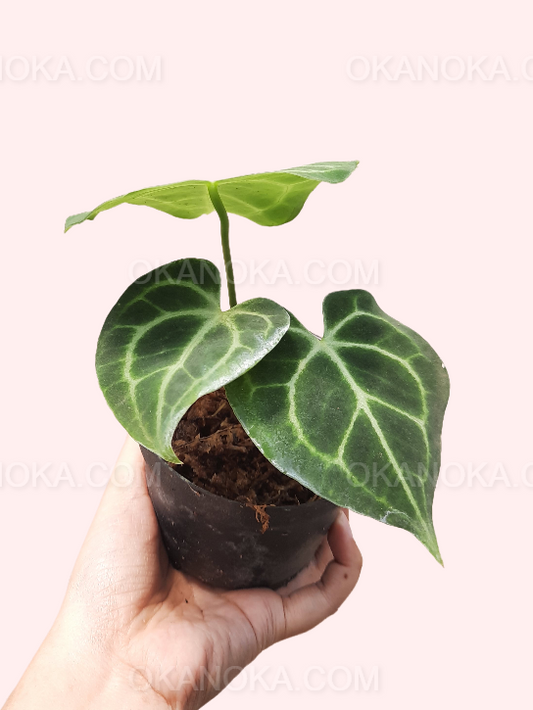 Anthurium Clarinervium Pequeño