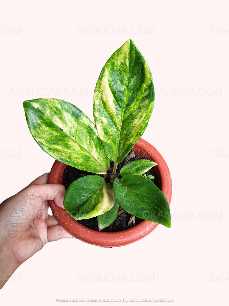 anthurium jenmani Anthurium Jenmanii Yellow Variegated